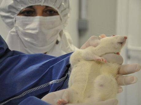 Monsanto Apologists Attempt to Spin Shocking GMO Study Photo Monsanto Apologists Attempt to Spin Shocking GMO Study omg cancer cobai