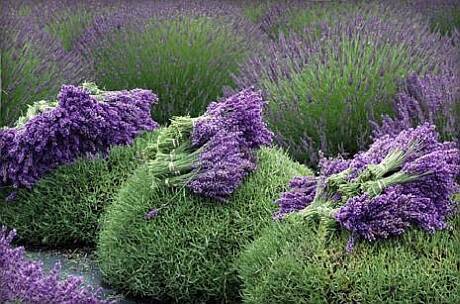 lavanda