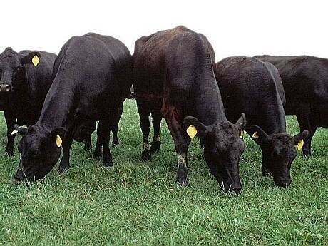 Angus_cattle