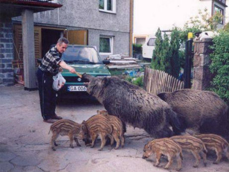 Plângeam că nu îmi iese nimic. Un neamţ mi-a spus să cresc mistreţi!