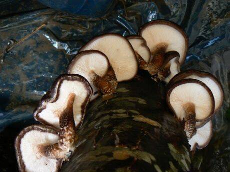 Shiitake – Regele ciupercilor face producţie la Gherla