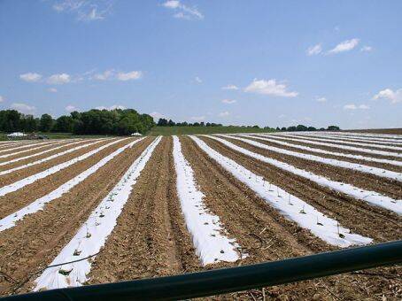 Vegetables_grown_on_plastic_mulch