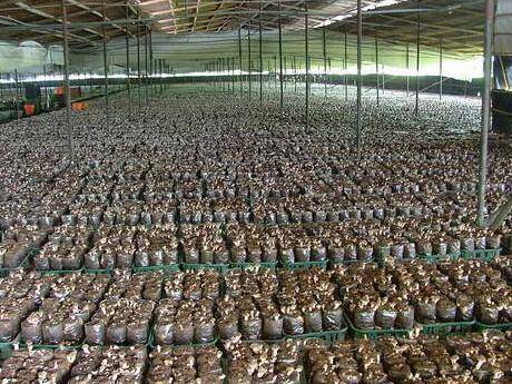 Taiwanezii au găsit secretul recoltelor record la ciuperci: Agaricus şi Pleurotus, cu 30% în plus