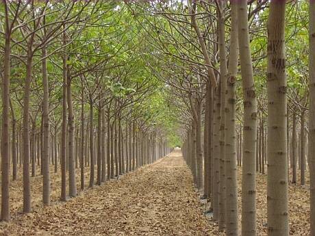 Paulownia-plantation