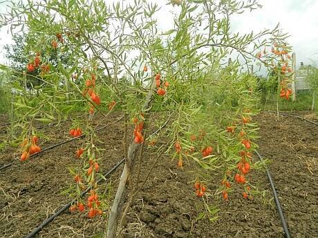 Cum s-a brănduit ”prima plantație de goji din România”