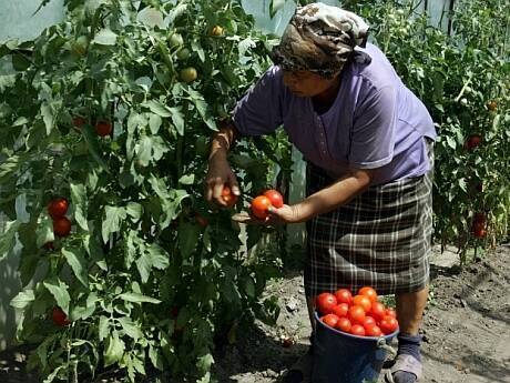 Recoltă peste așteptări la Falaştoaca, locul unde câinii înghit castraveţi, iar găinile pătlăgele roşii!