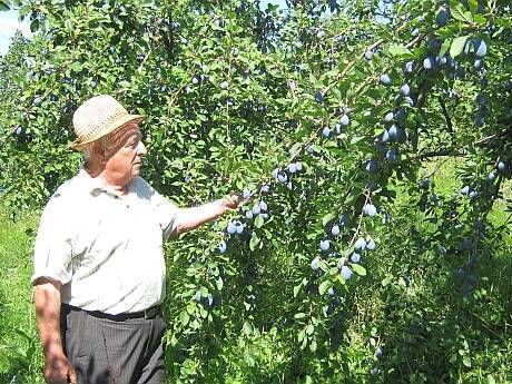 Ing. Ioan Anghel, horticultorul care are în grijă cea mai mare livadă din România