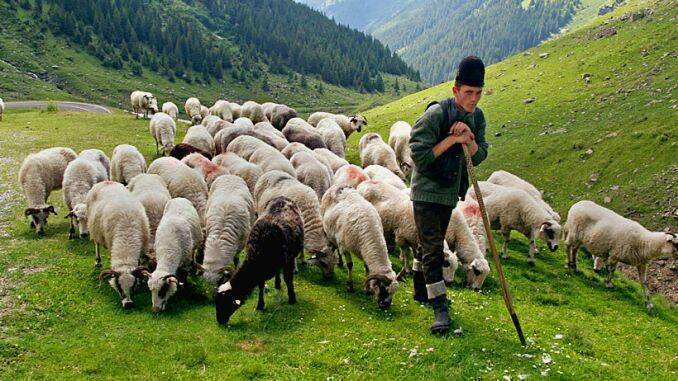 Subventii ovine 2018