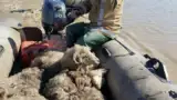 animale-3 animale-3
