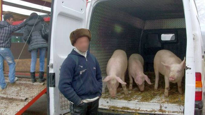 Porci transportati cu masina