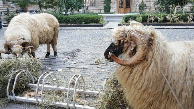 Berbeci la Ministerul Agriculturii