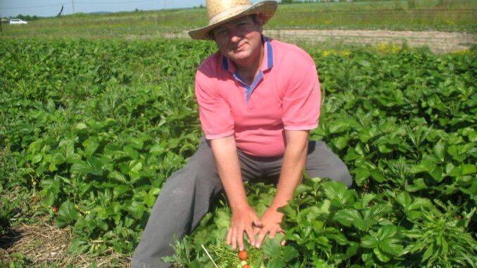 Costel Visan cultivator capsuni Somosches