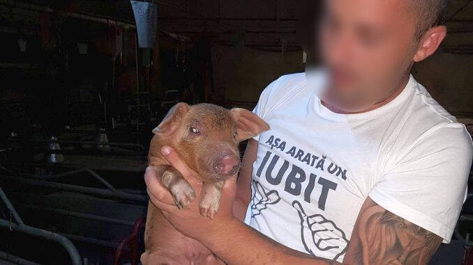 Roman Andrei inseala oamenii cu porci