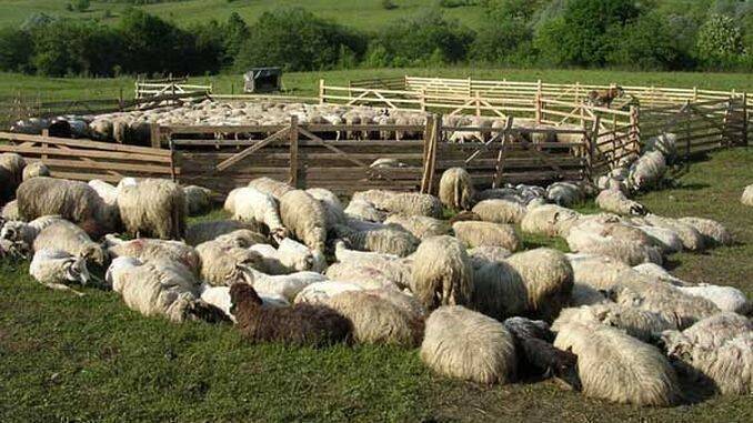 Avans subventii ovine