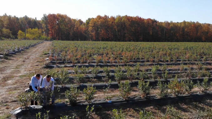 Plantati de afini Romania Merry Berry