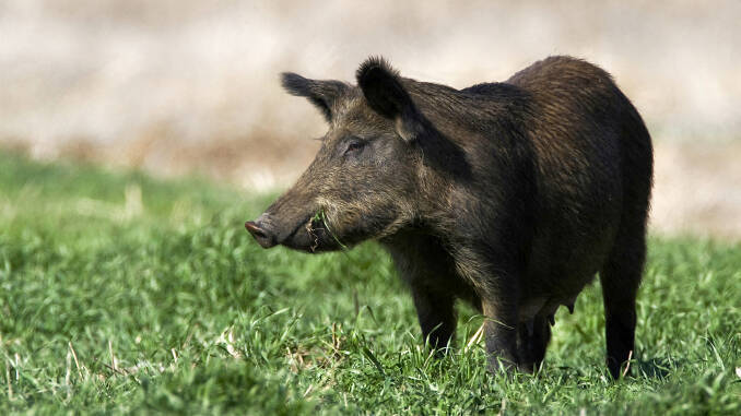 Porc mistret cu pesta porcina africana