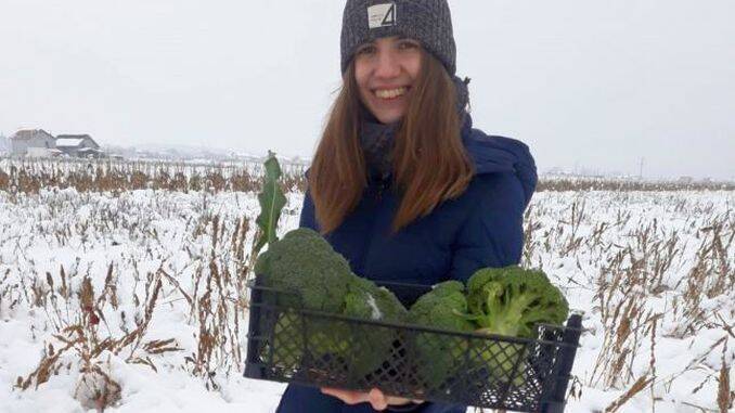 Recolta de broccoli
