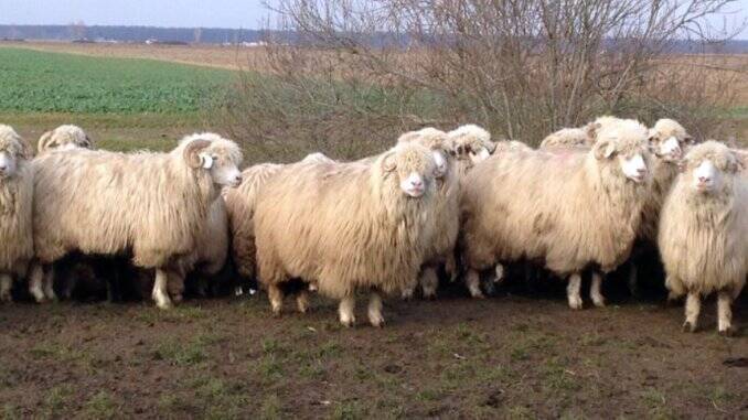 Ovine din rasa Turcana