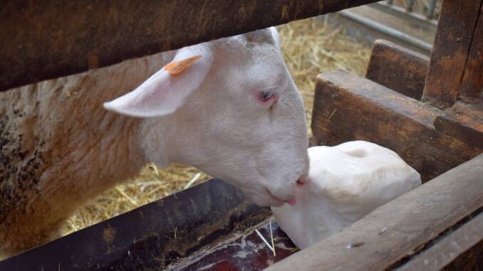 Sarea la ovine