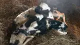 Vitei proaspat fatati Vitei proaspat fatati
