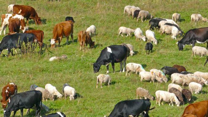 Pasune animale la pascut