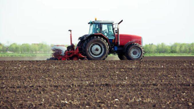 Semanat porumb agricultura