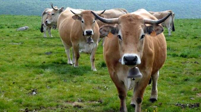 Vaci din rasa Aubrac