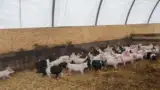 Adapost porci asternut de paie Adapost porci asternut de paie