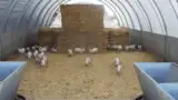 Zona furajare porci Zona furajare porci