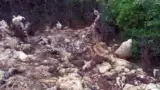 Cadavre de oi