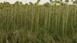 Floarea soarelui Floarea soarelui