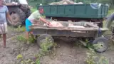 La furat de porci cu pesta 1 La furat de porci cu pesta 1