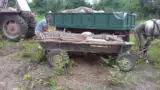 La furat de porci cu pesta 2 La furat de porci cu pesta 2