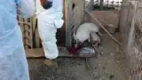 porci Dolj porci Dolj