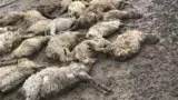 Oi moarte inundatii Oi moarte inundatii