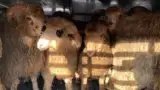 oi1 oi1