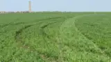 Cu masina prin grau Cu masina prin grau