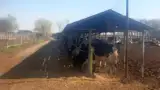 Ferma de vaci Braila Ferma de vaci Braila