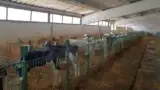 Vitei in ferma Vitei in ferma