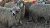 oi Craciun Nicu oi Craciun Nicu