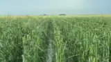 porumb-calamitat-grindina porumb-calamitat-grindina