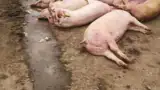 ferma-porci-macea-dimitrie-musca-ppa-12 ferma-porci-macea-dimitrie-musca-ppa-12