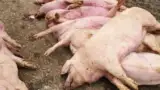 ferma-porci-macea-dimitrie-musca-ppa-13 ferma-porci-macea-dimitrie-musca-ppa-13