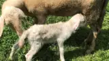 Brillenschaf-rasa-ovine-carne Brillenschaf-rasa-ovine-carne