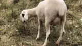 Brillenschaf-rasa-ovine-productie Brillenschaf-rasa-ovine-productie