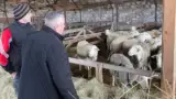daniel-buda-la-ferma-ovine daniel-buda-la-ferma-ovine