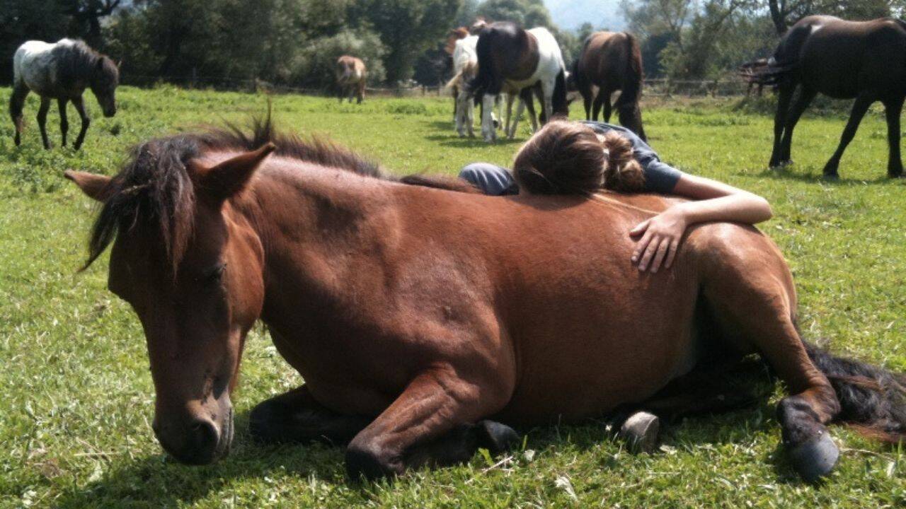 o femeie care sta pe capul unui cal asezat la pamant
