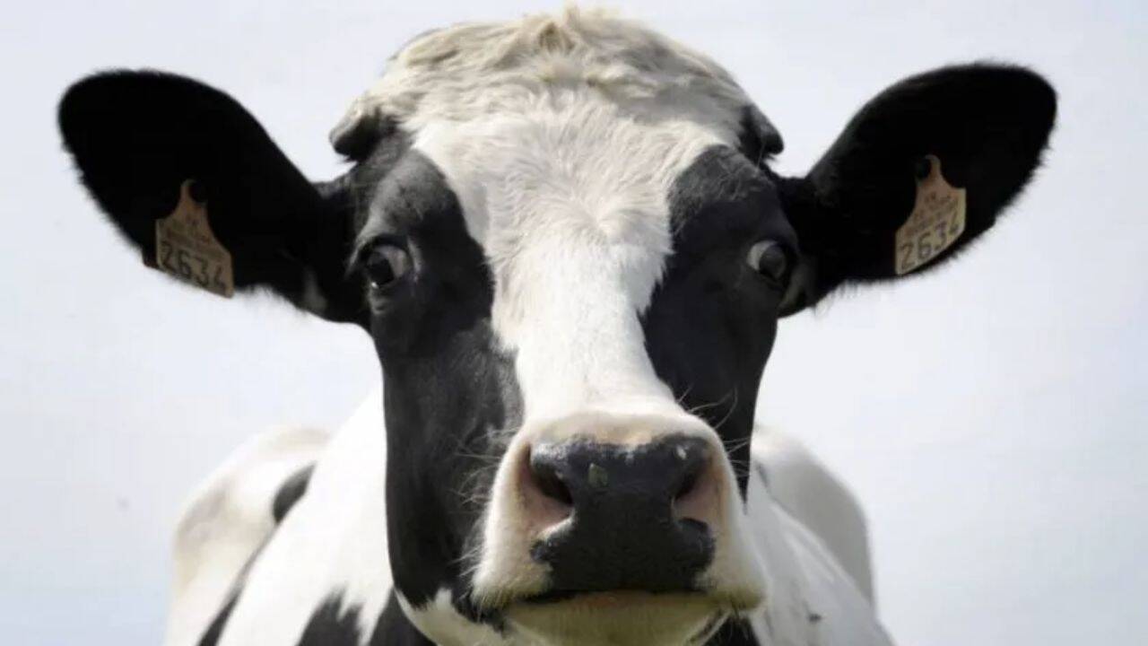 o vaca