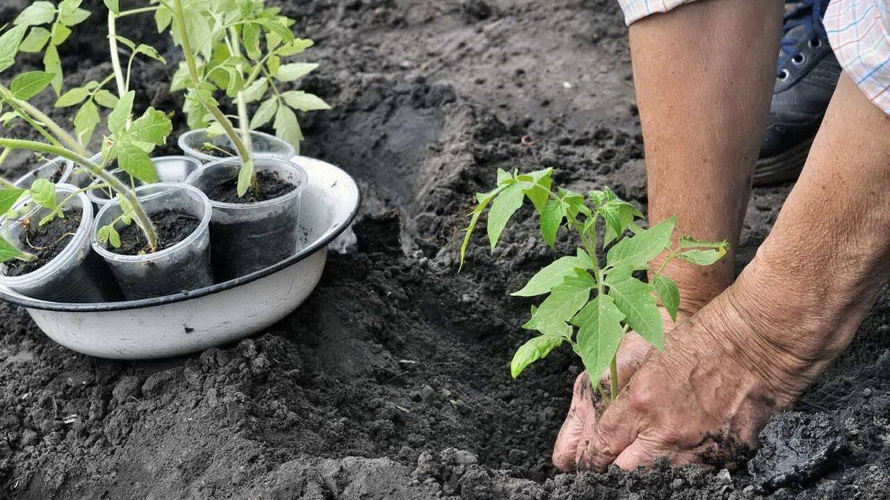 rasaduri de rosii in curs de plantare