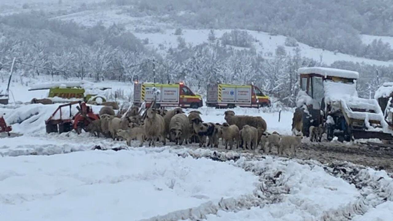 mai multe oi in zapada, langa o autospeciala a pompierilor